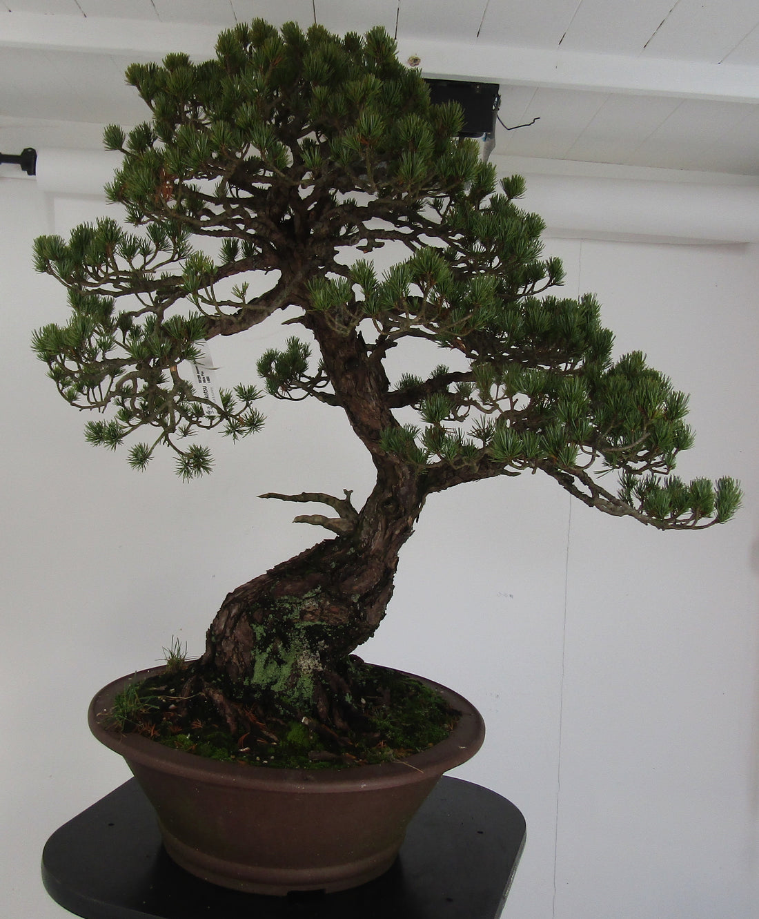 Old White Pine Repot