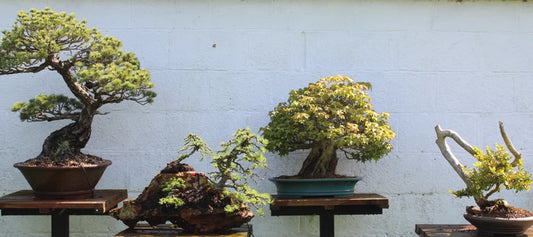 Join our Bonsai Courses