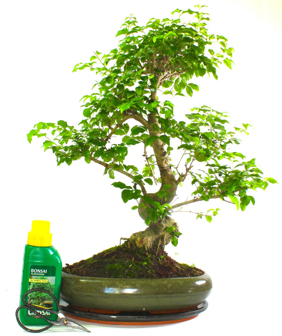 Specimen Ligustrum (Chinese Privet)  Bonsai Tree S Trunk