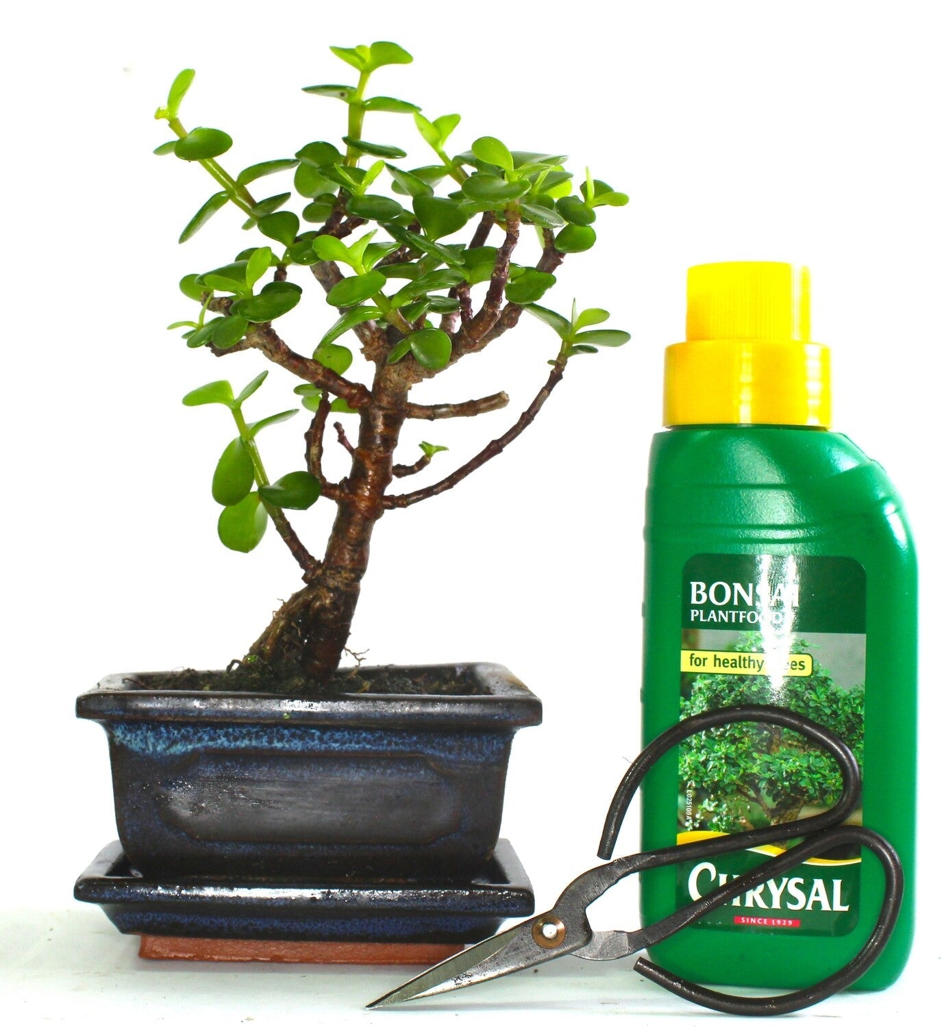 Jade Tree (portulacaria Afra) Bonsai Tree Broom Style - supplied with ceramic dr