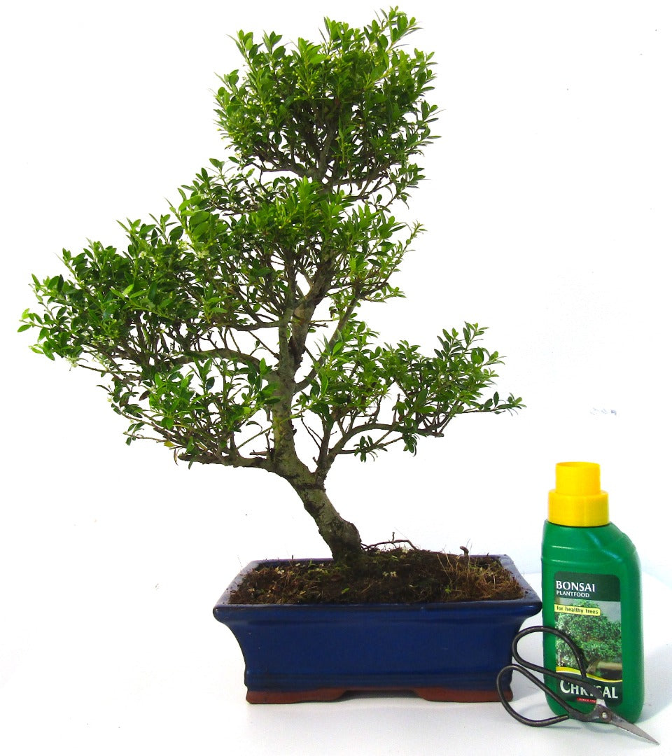 Extra Large Ilex Bonsai Tree informal upright - supplied in a ceramic pot