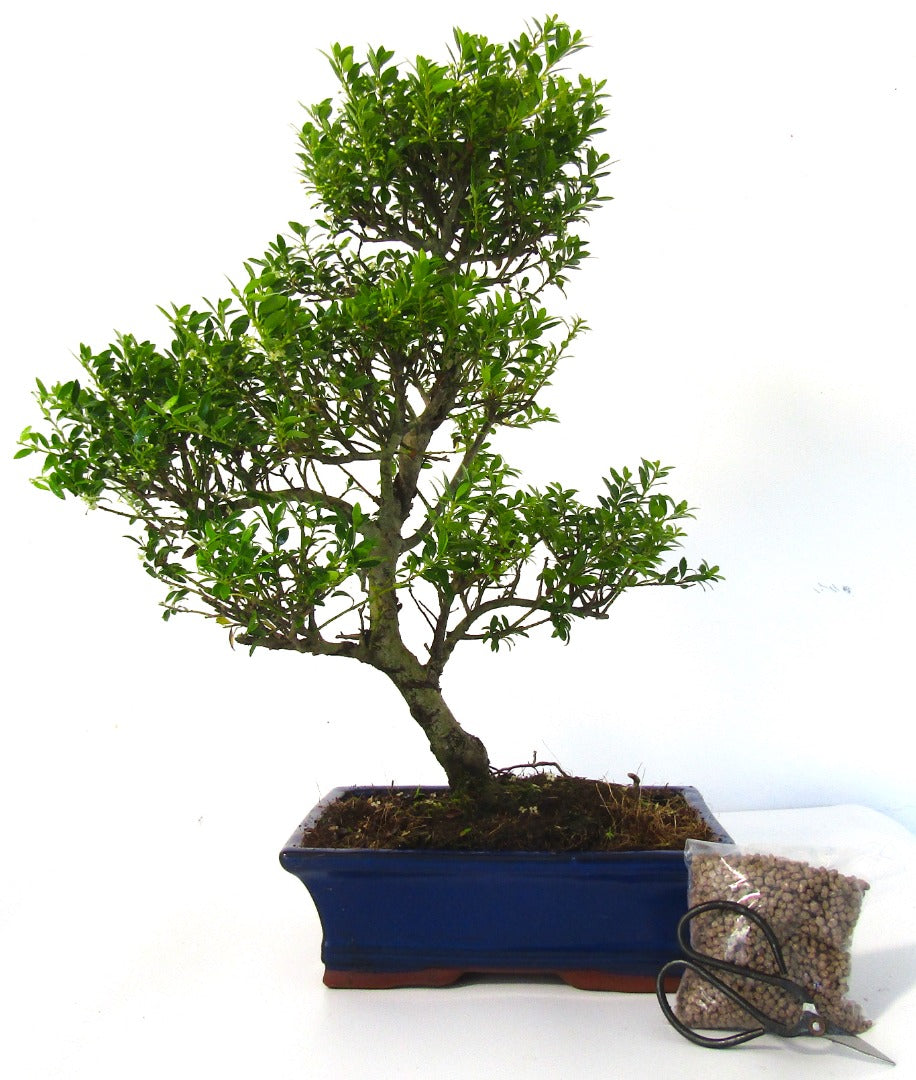 Extra Large Ilex Bonsai Tree informal upright - supplied in a ceramic pot