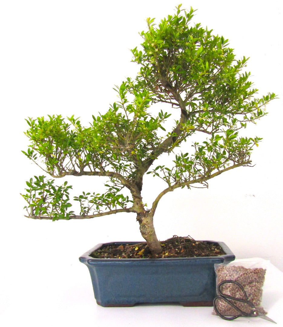 Very Large Ilex Bonsai Tree informal upright - supplied in a ceramic pot