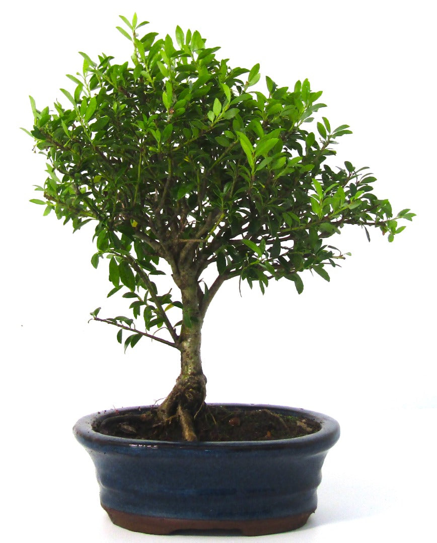 Ilex (Japanese Holly)Bonsai Tree Broom Style  - supplied in an Oval ceramic pot
