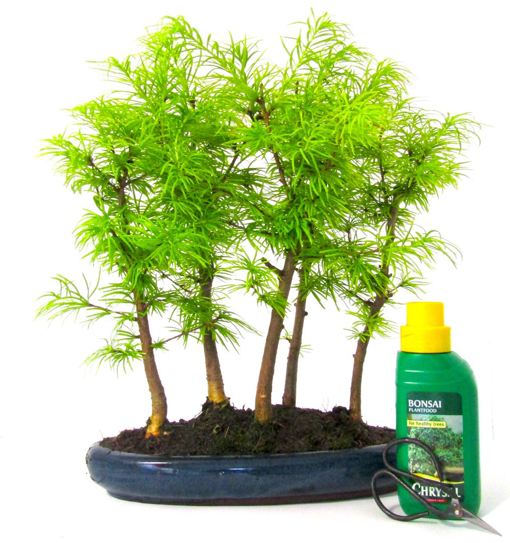 Large Psuedolarix (Golden Larch) Bonsai Tree Forest - 5 trees supplied in a cera