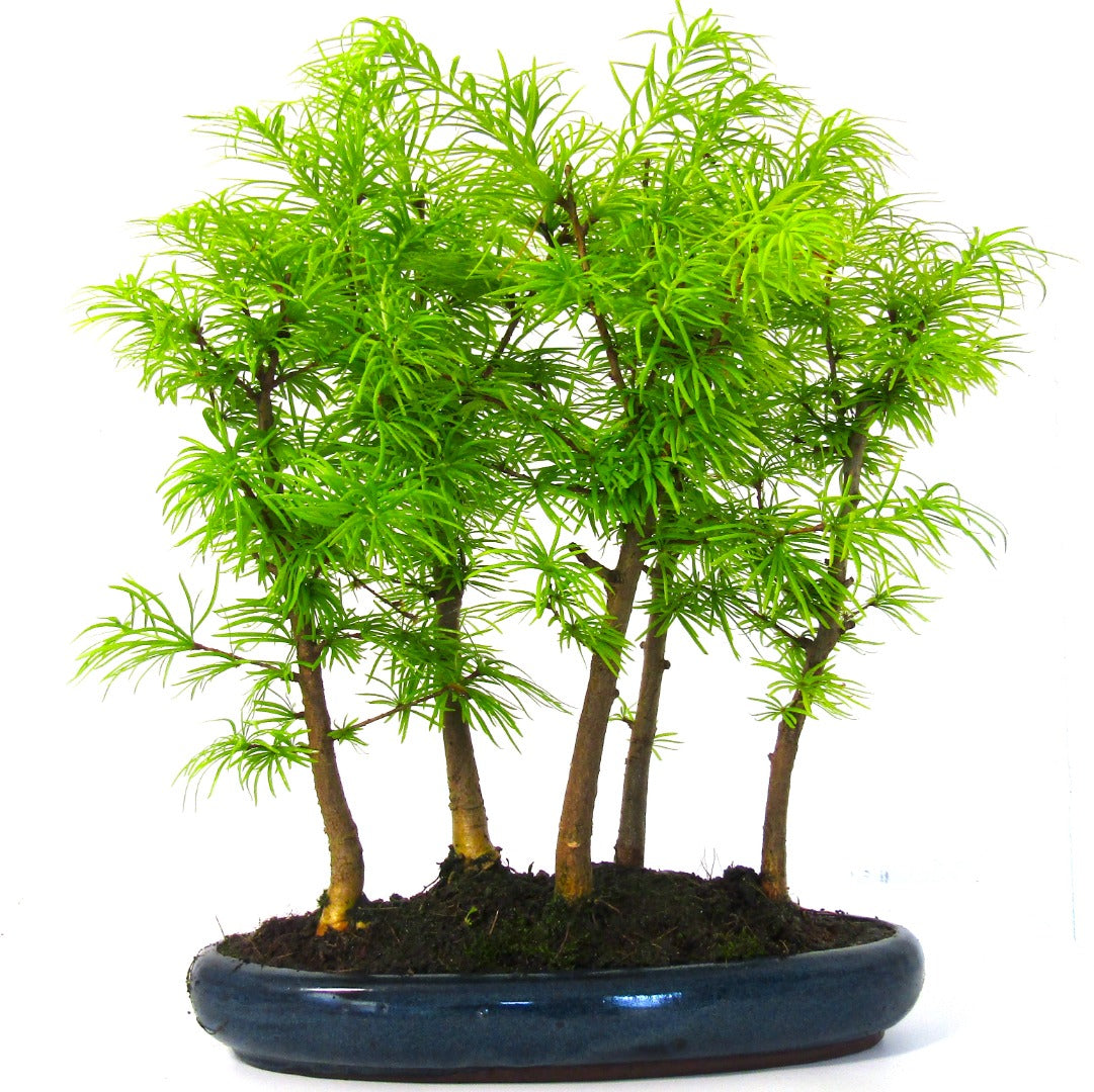 Large Psuedolarix (Golden Larch) Bonsai Tree Forest - 5 trees supplied in a cera