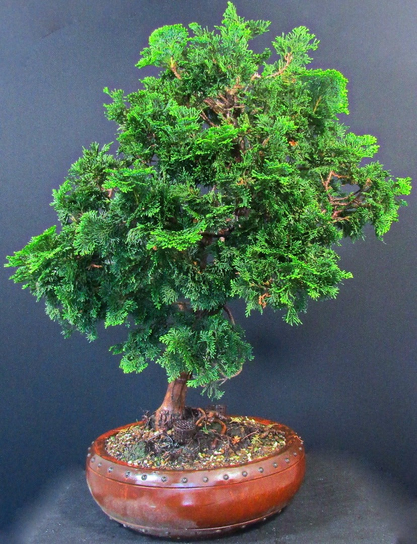 Large Shaped Chamaecyparis Bonsai tree Material- excellent movement and styling options SB1283