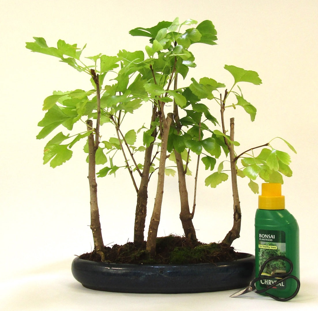 Large Gingko (Maidenhair Tree) Bonsai Tree Forest - 5 trees supplied in a ceramic Pot