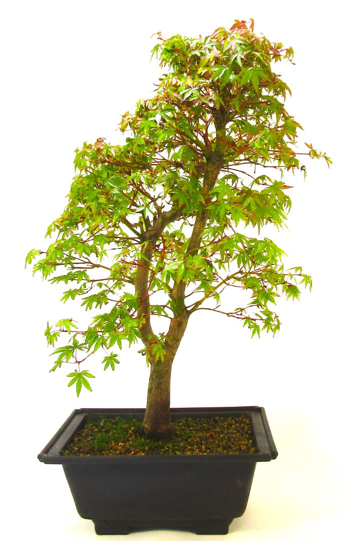 Twin Trunk Japanese Maple Bonsai Tree SB1142
