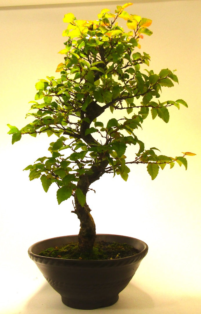 Korean Hornbeam Bonsai Tree SB1166