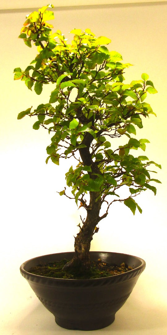 Korean Hornbeam Bonsai Tree SB1166