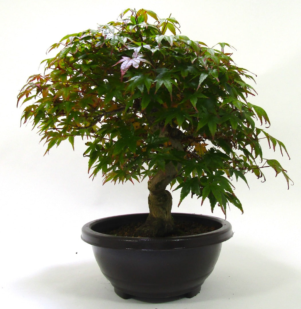 Japanese Maple Deshojo Bonsai Tree SB1123