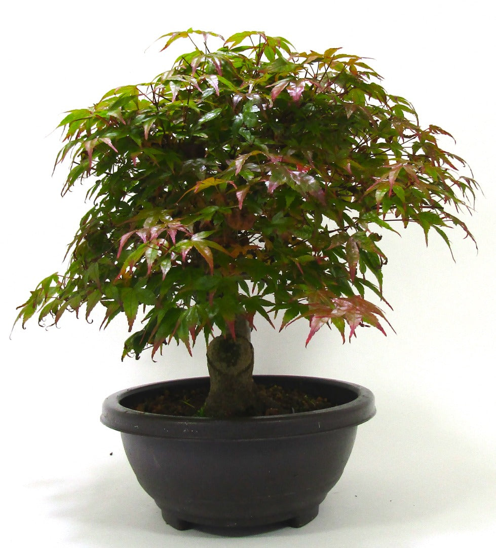 Japanese Maple Deshojo Bonsai Tree SB1123