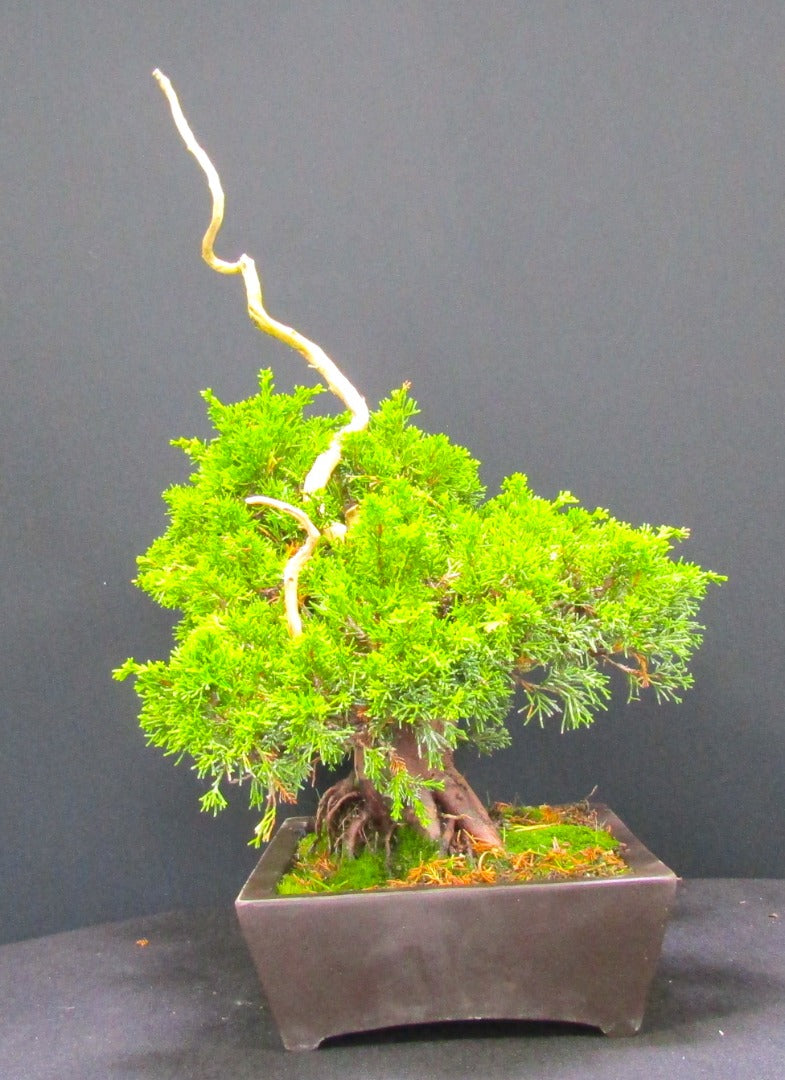 Iotigawa Juniper Bonsai tree - excellent Deadwood ,movement and styling options SB1131