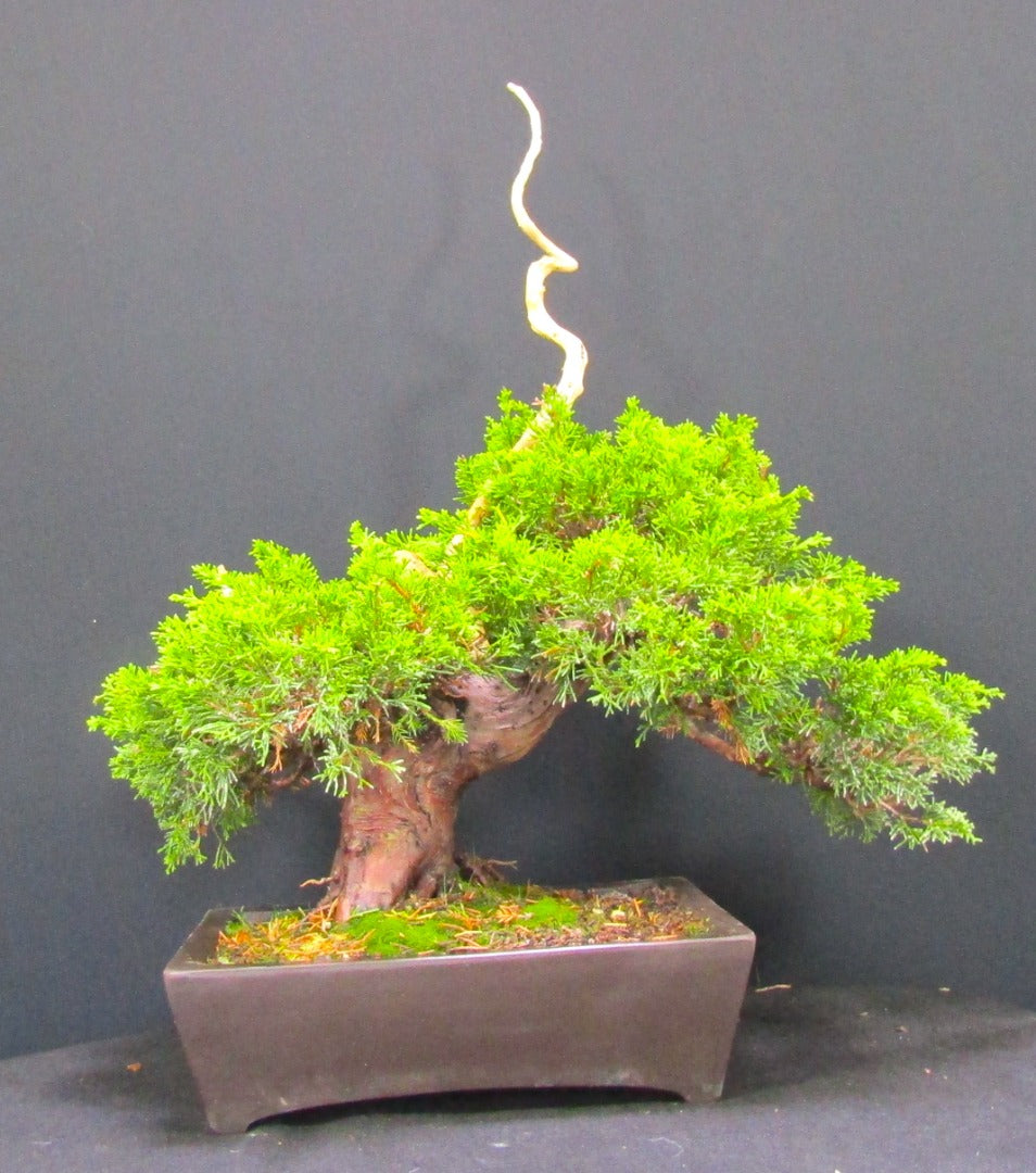 Iotigawa Juniper Bonsai tree - excellent Deadwood ,movement and styling options SB1131