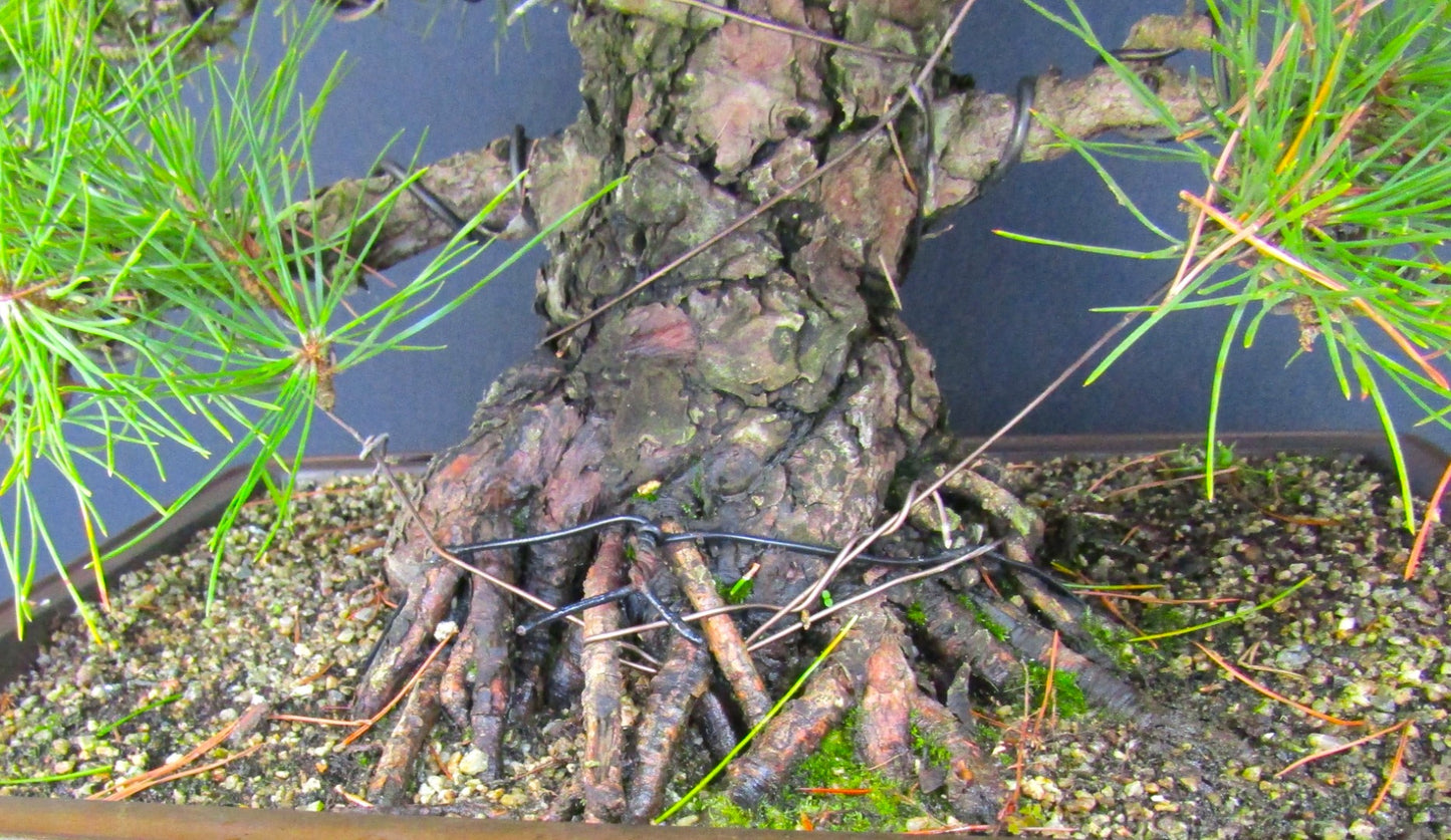 Specimen Japanese Black Pine Bonsai Tree - SB1287