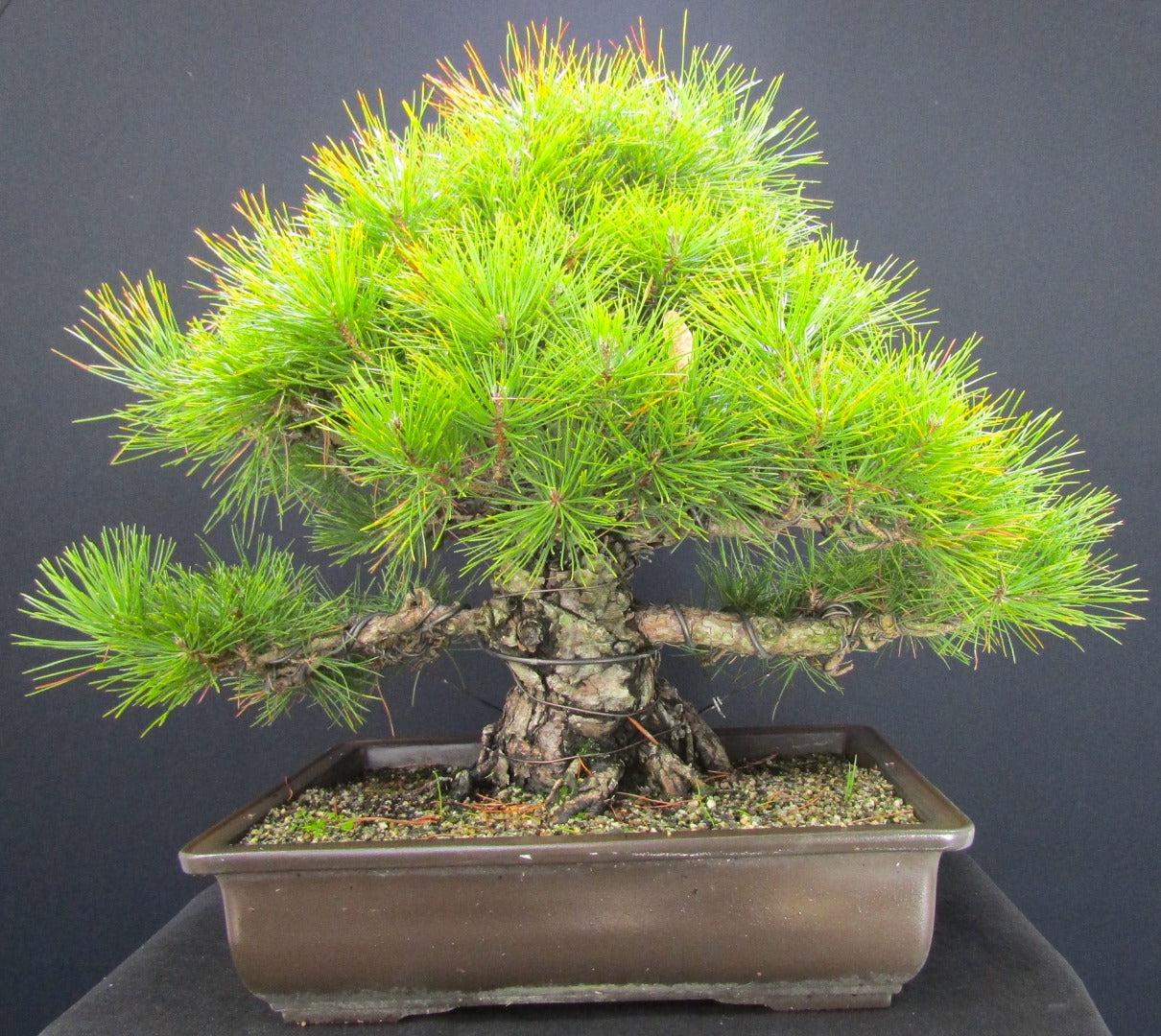 Specimen Japanese Black Pine Bonsai Tree - SB1287