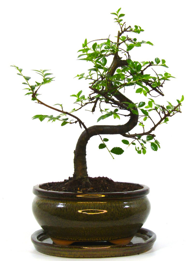 Seikatsu Bonsai Colour Range real bonsai tree - Chinese elm  - ideal bonsai gift - selection of pot colours and repotted in our own quality Bonsai Soil