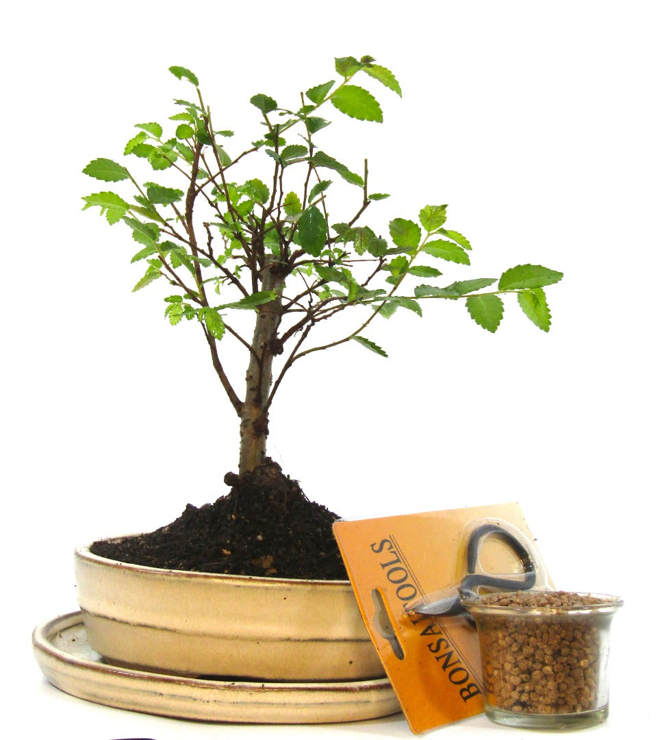 Seikatsu Bonsai Colour Range real bonsai tree - Chinese elm  - ideal bonsai gift - selection of pot colours and repotted in our own quality Bonsai Soil