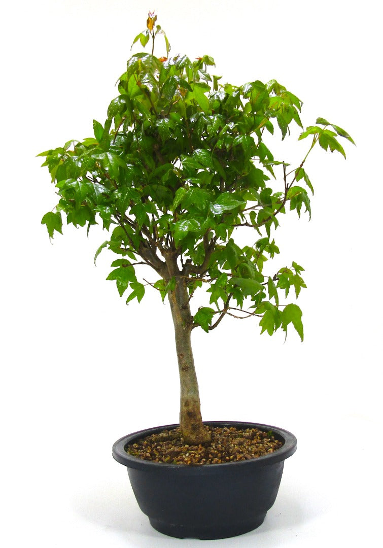 Trident Maple (Acer Buergerianum) Informal Upright Bonsai Tree