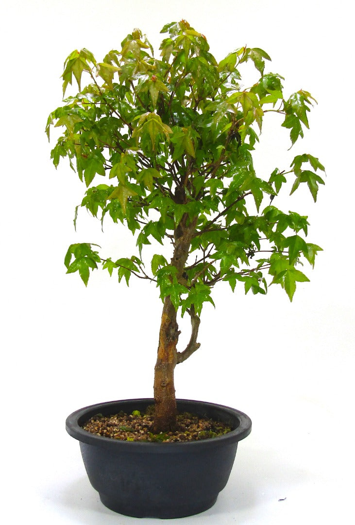 Trident Maple (Acer Buergerianum) Informal Upright Bonsai Tree