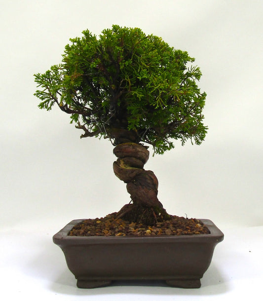 Iotigawa Juniper Bonsai tree - dramatic movement and styling options