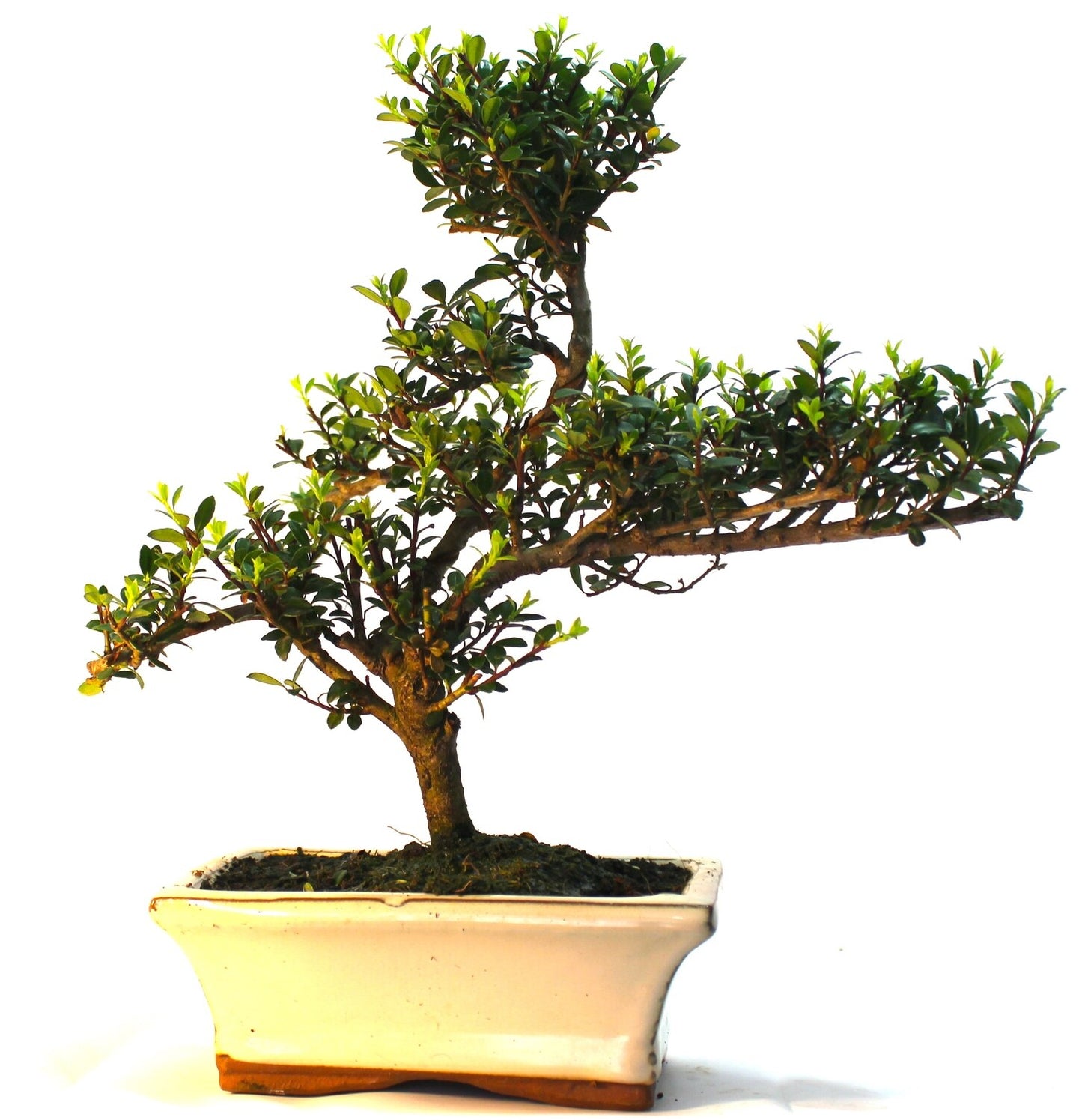 Ilex Bonsai Tree informal upright - supplied in
a ceramic pot
