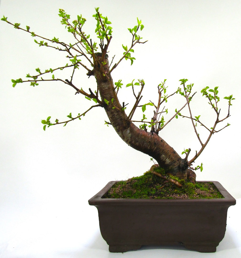 Prunus Spinosa (Blackthorn) Field grown Bonsai Tree Material