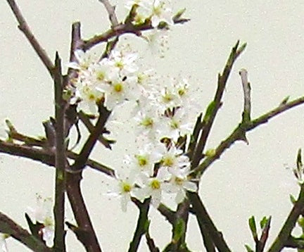 Prunus Spinosa (Blackthorn) Field grown Bonsai Tree Material.