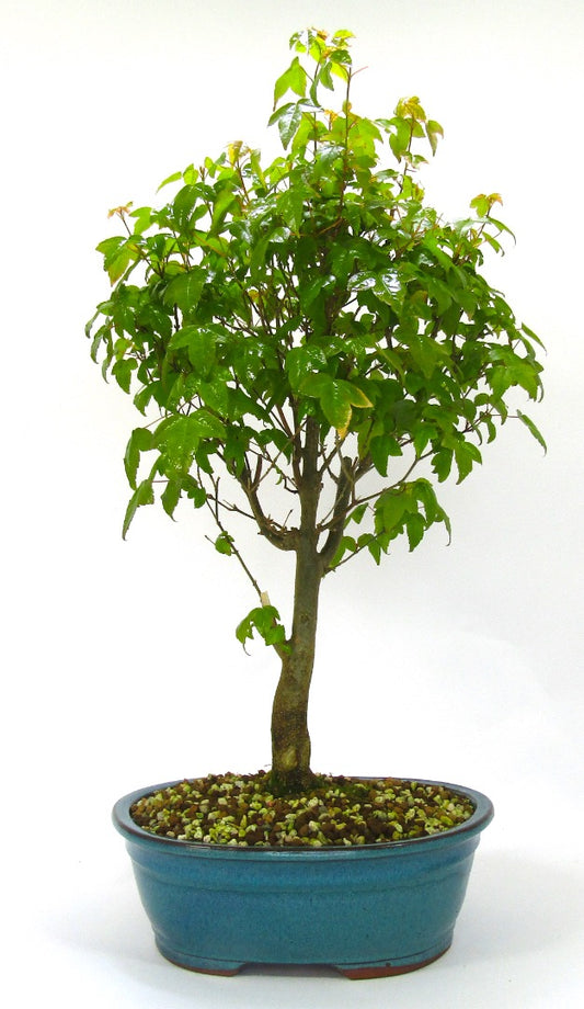 Trident Maple (Acer Buergerianum) Informal Upright Bonsai Tree.