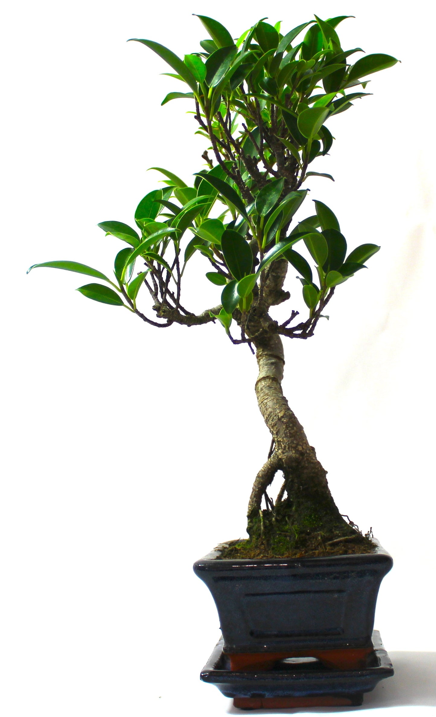 Ficus Retusa (Fig) Bonsai Tree S trunk - supplied with Care set and drip tray.