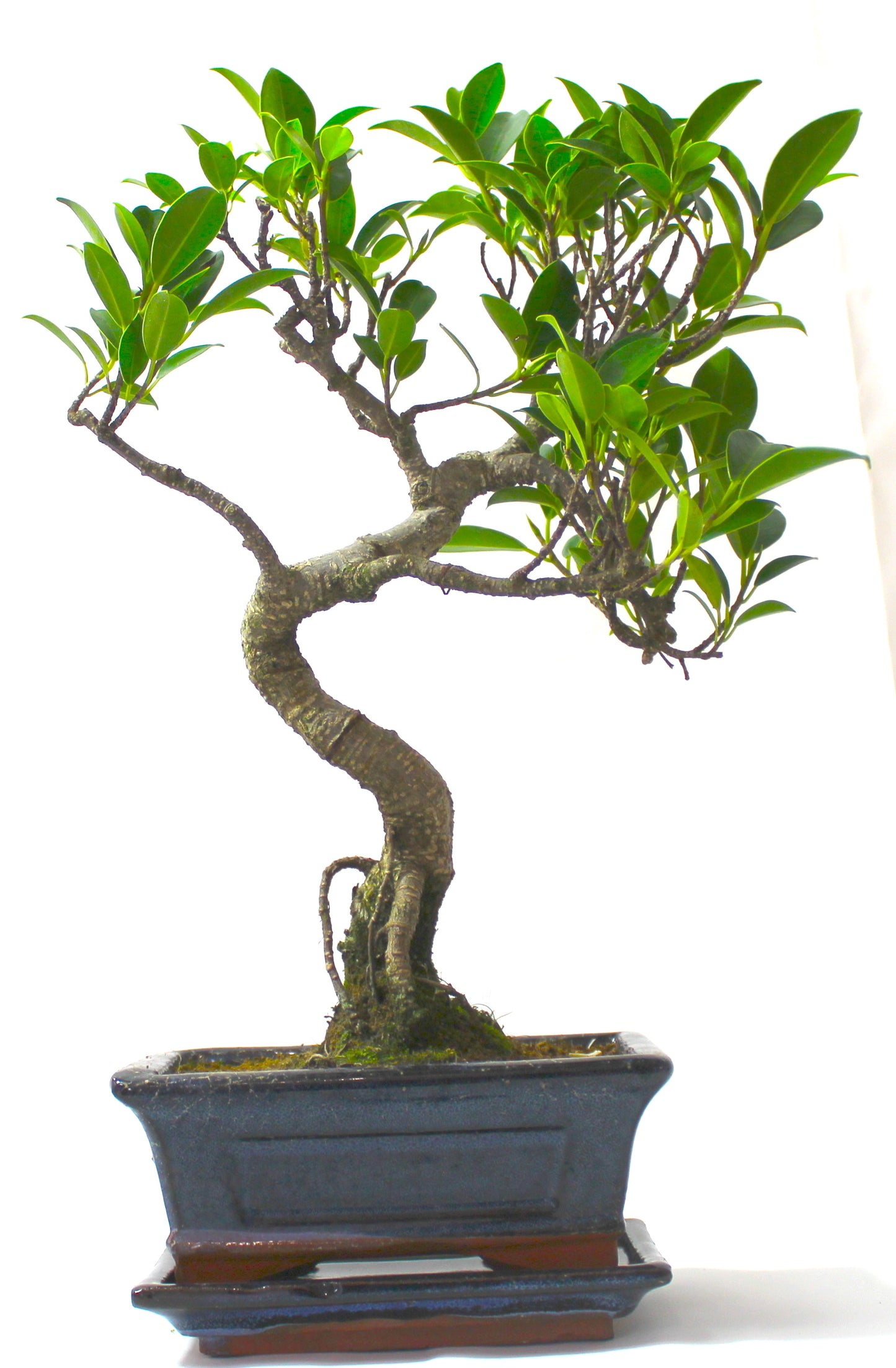 Ficus Retusa (Fig) Bonsai Tree S trunk - supplied with Care set and drip tray