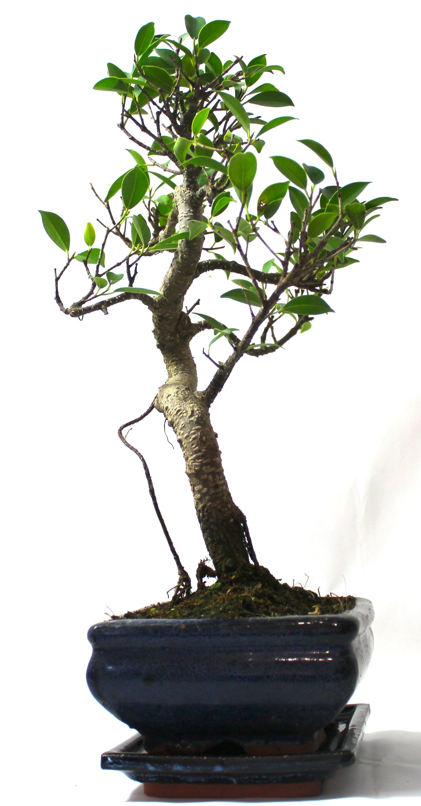 Large Ficus Retusa (Fig) Bonsai Tree S trunk - supplied with Care set and drip tray