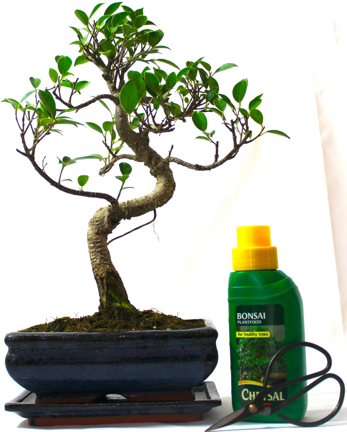 Large Ficus Retusa (Fig) Bonsai Tree S trunk - supplied with Care set and drip tray.