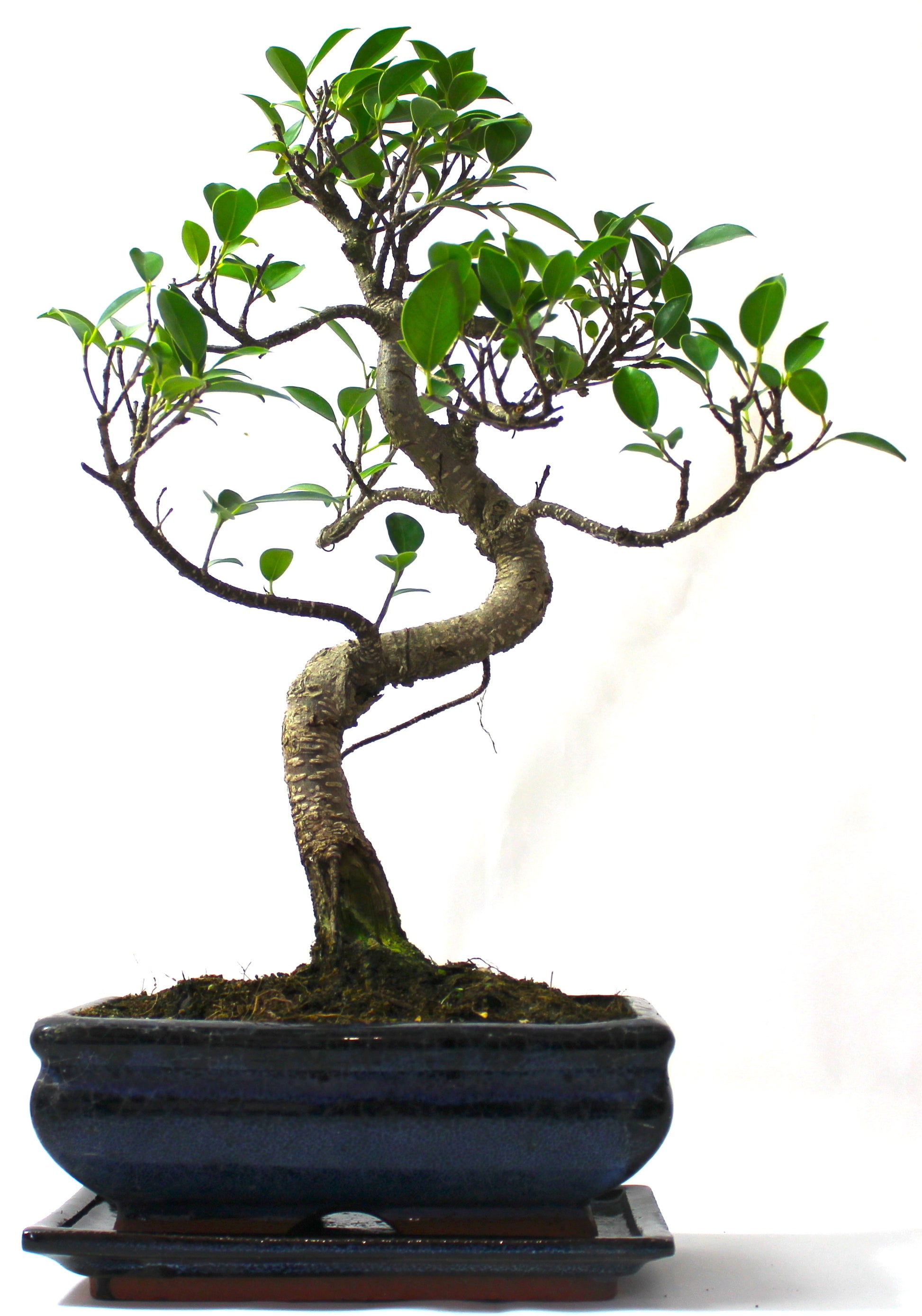 Large Ficus Retusa (Fig) Bonsai Tree S trunk - supplied with Care set and drip tray