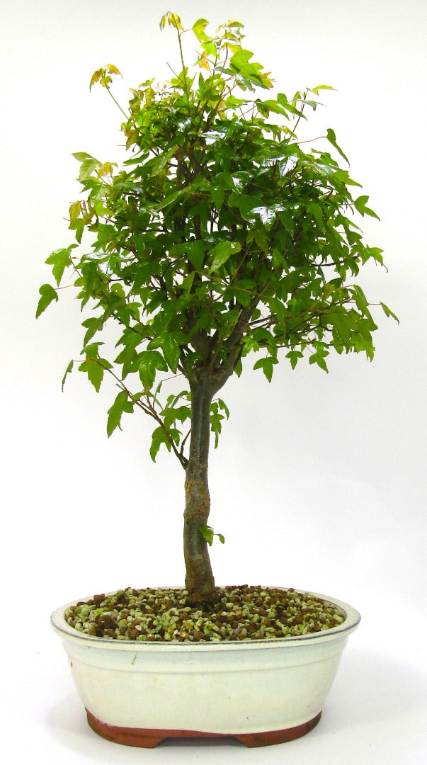 Trident Maple (Acer Buergerianum) Informal Upright Bonsai Tree.