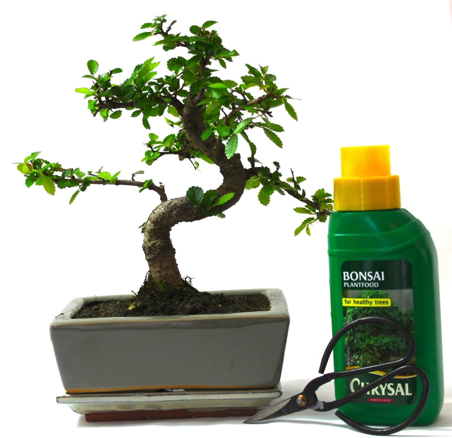 Chinese Elm Bonsai Tree S trunk - drip tray and gift set.