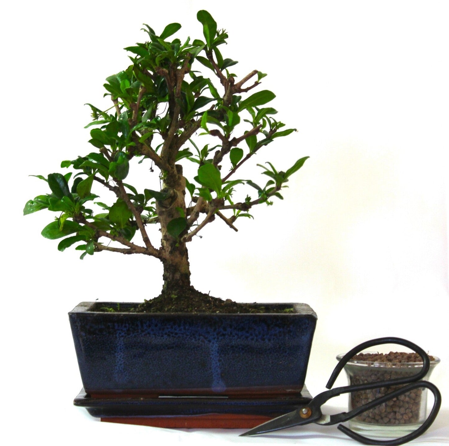 Carmona (Fukien Tea) Bonsai Tree Broom Style - supplied with ceramic drip tray .