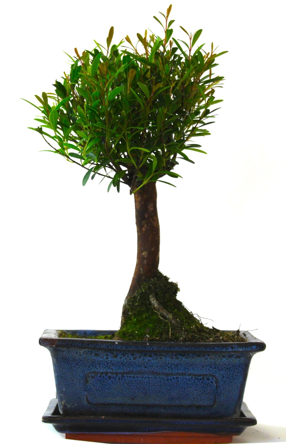 Syzigium (Brush Cherry) Bonsai Tree Broom Style  - supplied with ceramic drip tray .