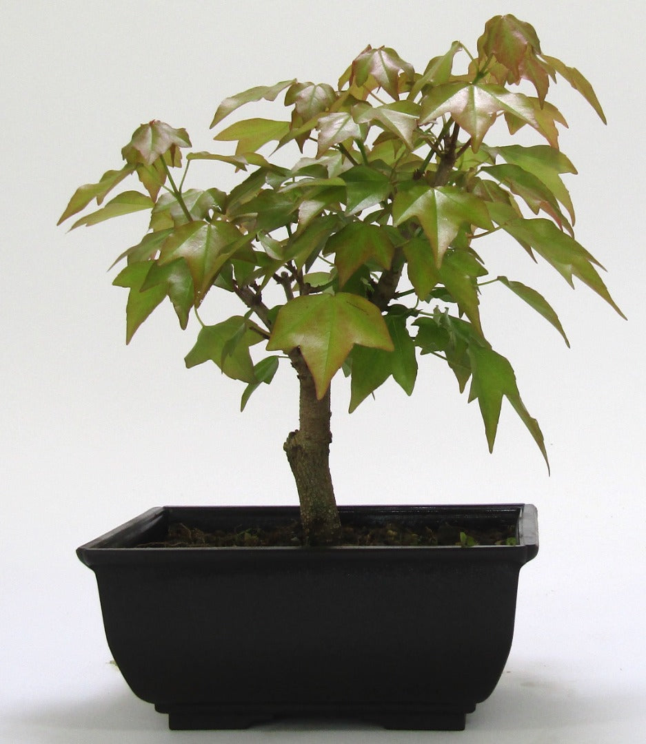Shohin Trident Maple (Acer Buergerianum) Informal Upright Bonsai Tree.