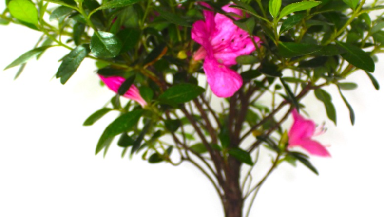 Azalea Flowering Bonsai Tree - supplied in a Round ceramic pot
