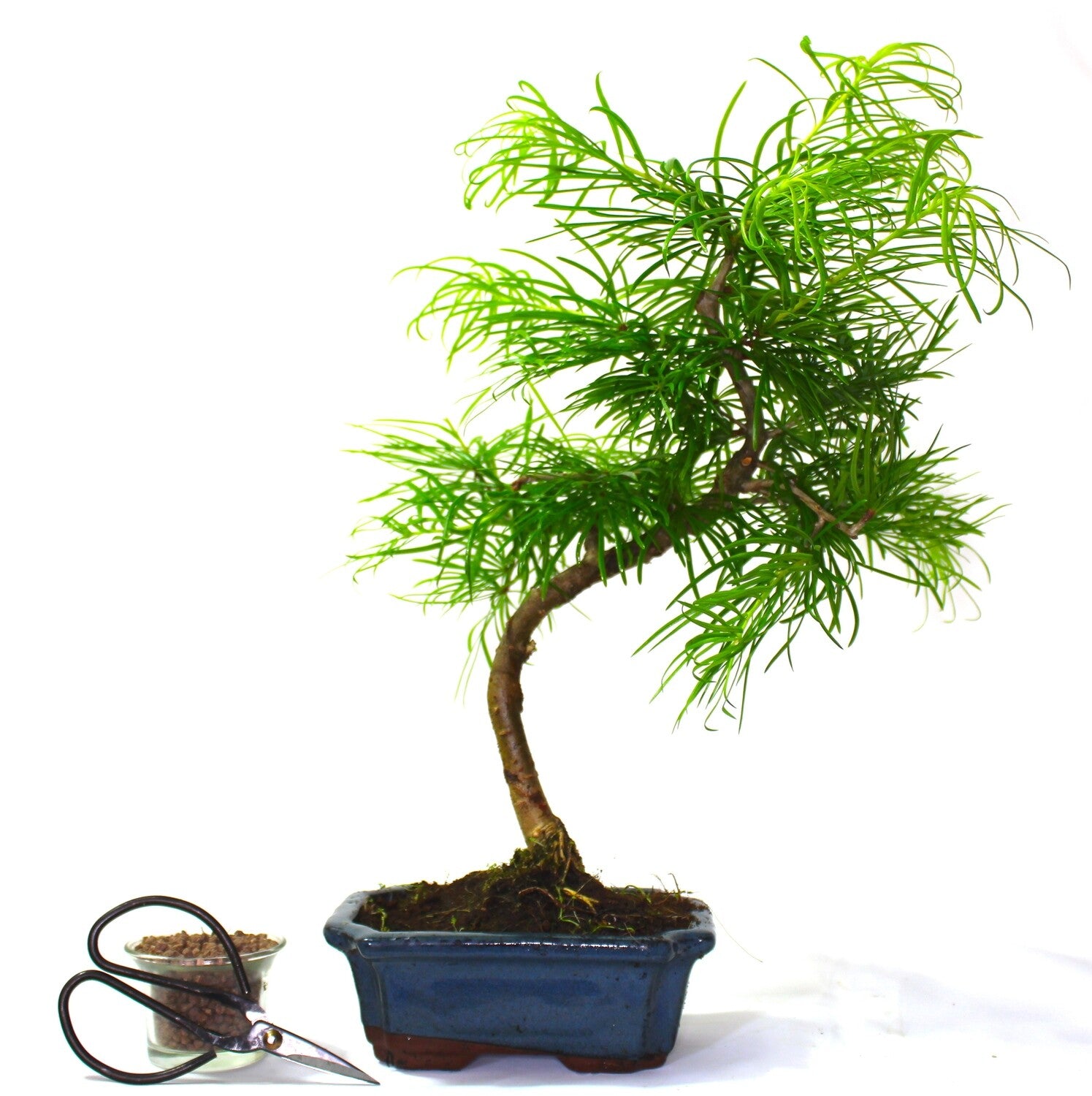 Psuedolarix (Golden Larch) Bonsai Tree informal upright - supplied in a ceramic pot
