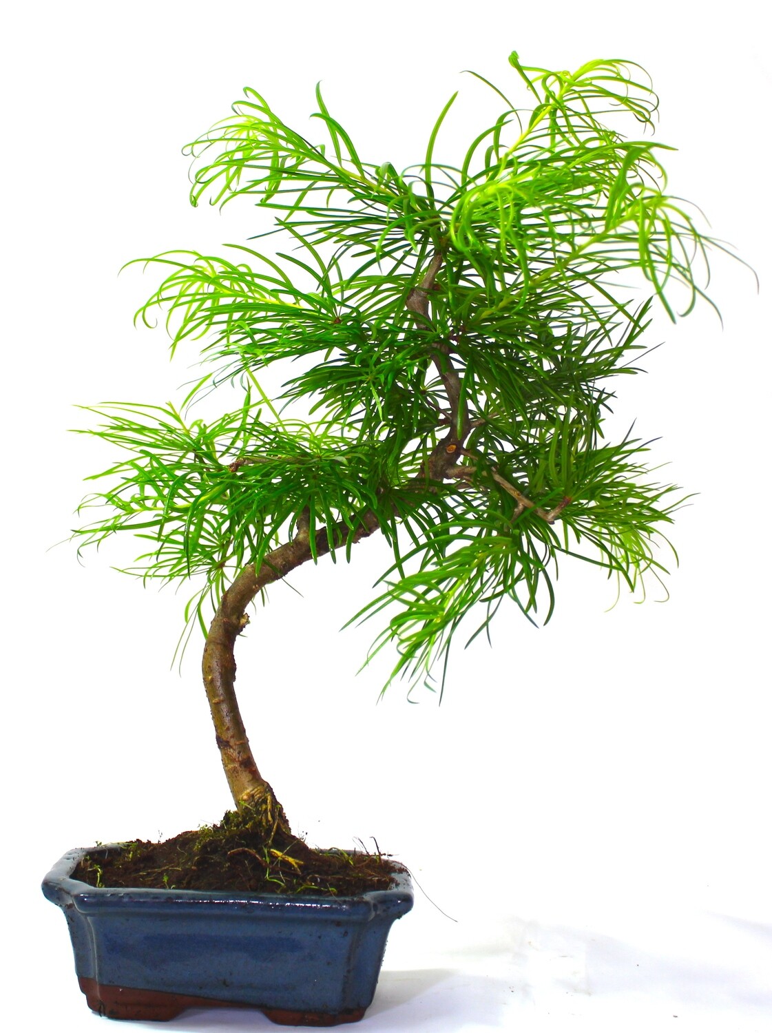 Psuedolarix (Golden Larch) Bonsai Tree informal upright - supplied in a ceramic pot