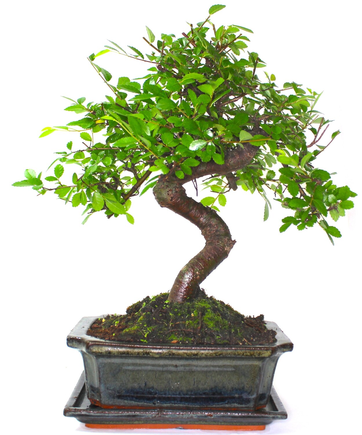 Large Chinese Elm Bonsai Tree S trunk - supplied with ceramic drip tray .