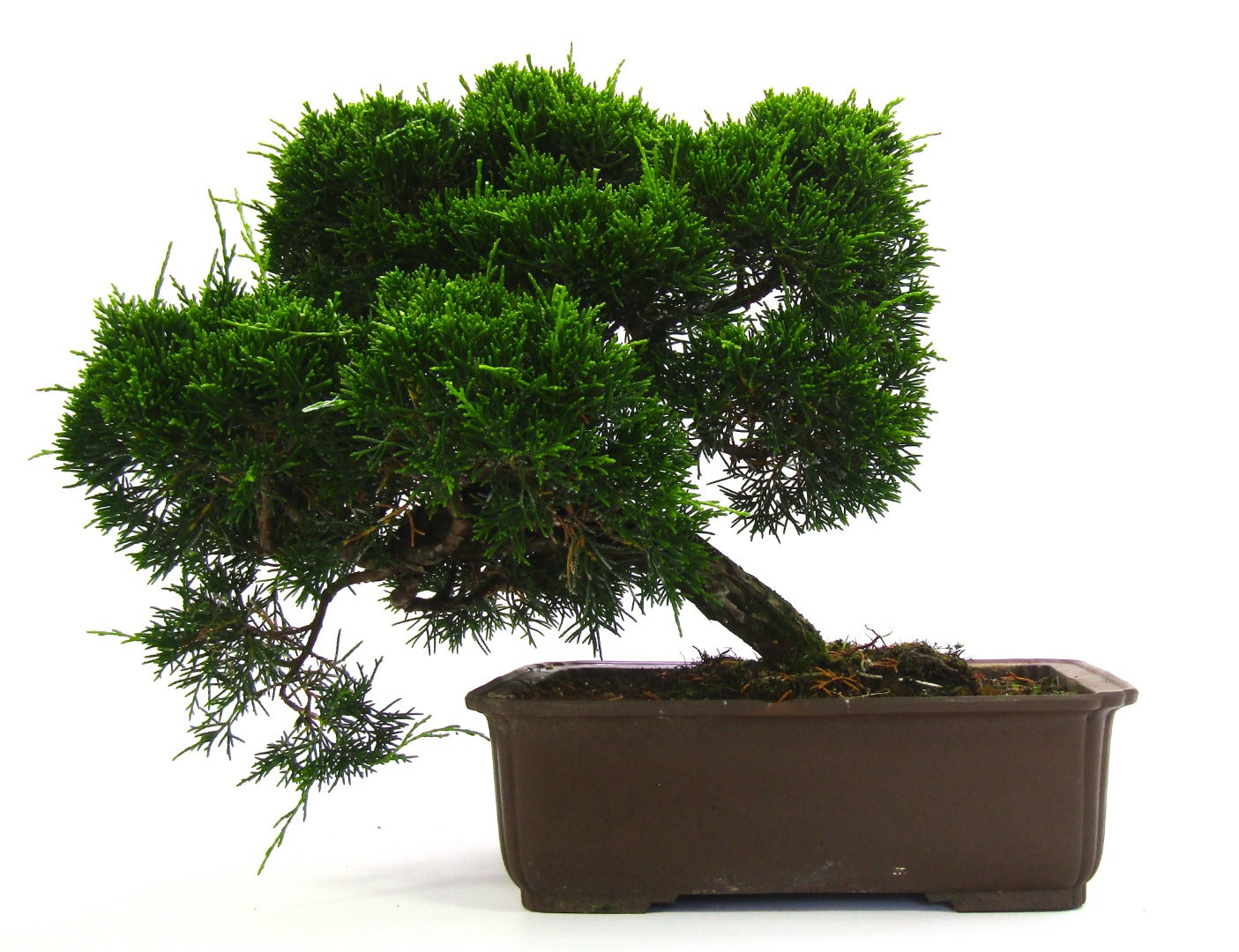 Specimen Chinese Juniper Bonsai tree - excellent movement and styling options SB3073