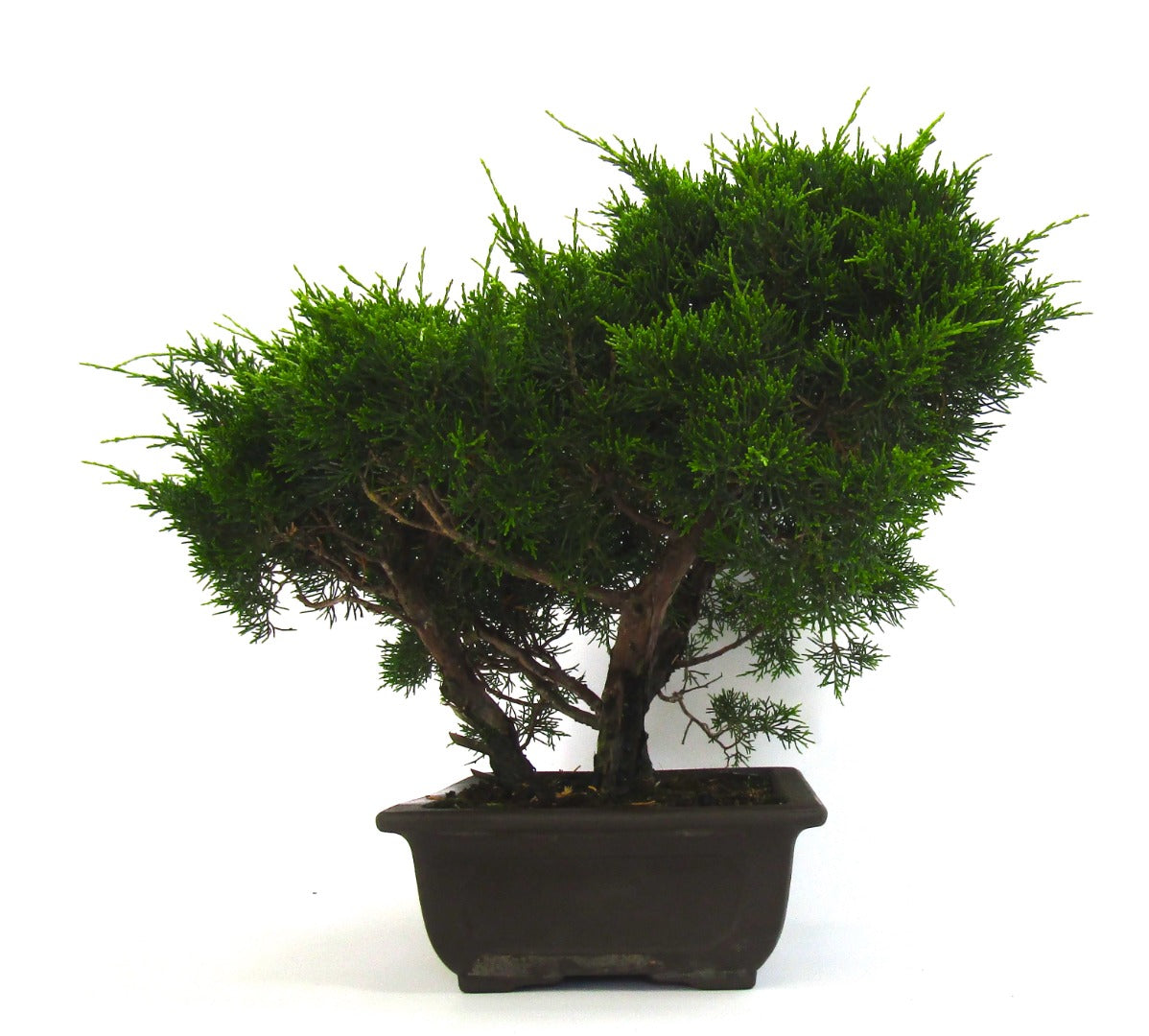 Specimen Multi Trunk Chinese Juniper Bonsai tree - excellent movement and styling options SB3074