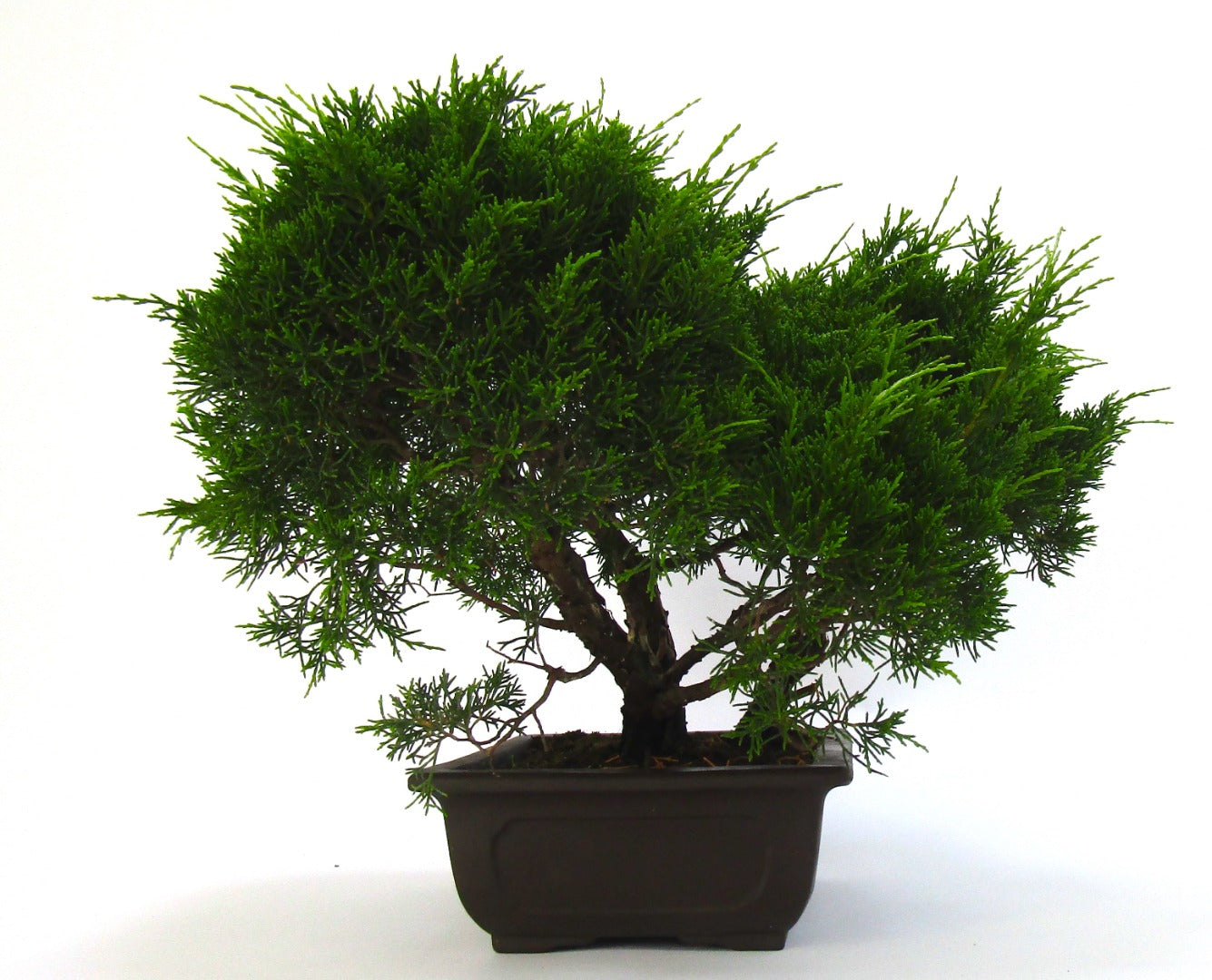 Specimen Multi Trunk Chinese Juniper Bonsai tree - excellent movement and styling options SB3074