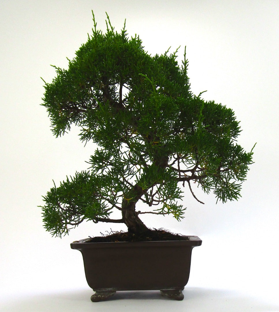 Specimen Chinese Juniper Bonsai tree - excellent movement and styling options SB3075