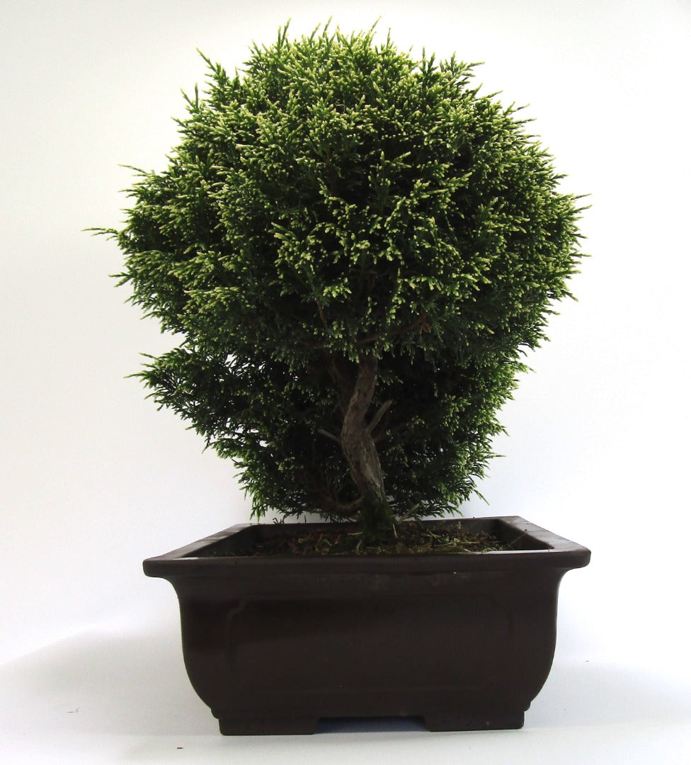 Unusual Multi Trunk Variegated Chaemycyparis  Bonsai tree - excellent movement and styling options SB3091