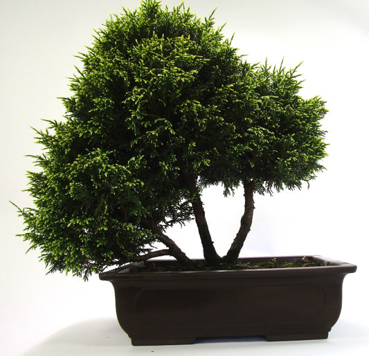 Unusual Multi Trunk Variegated Chaemycyparis  Bonsai tree - excellent movement and styling options SB3091